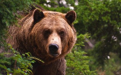 Блуждают в окрестностях