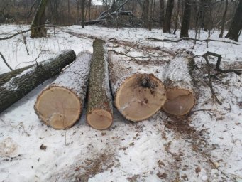 Дело о незаконной рубке лесных насаждений в Колпашевском районе