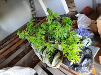 В Колпашево полицейские установили подозреваемого в незаконном культивировании растений
