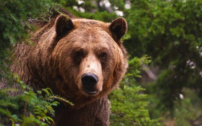В Колпашевском районе егеря выслеживают трех медведей